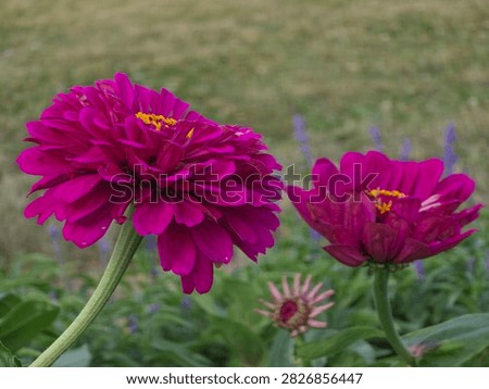 Two blooms appear together in this frame, one larger and closer to the lens, the other slightly smaller and positioned further back among additional foliage. Both share the same rich magenta coloring, though subtle differences in petal density and openness distinguish them as individual specimens rather than duplicates. A hint of another bloom's pale edge appears faintly in the background, suggesting a fuller bed extending beyond the frame. This paired composition adds a sense of natural garden context missing from the more isolated single-bloom shots elsewhere in the set.