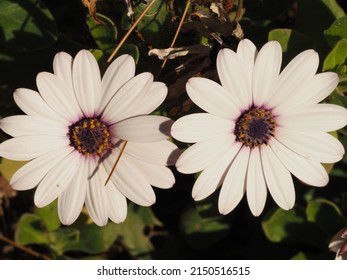 Two Blossoming White Osteospermum Flowers