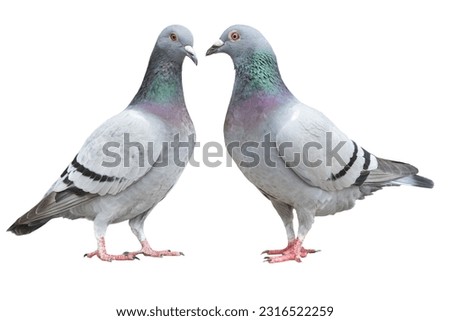 two blue bar homing pigeon isolate on white background 