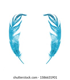 two blue bird feathers