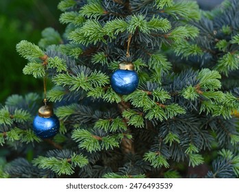 Two blue Christmas ornaments hanging on the Christmas tree. Close-up - Powered by Shutterstock