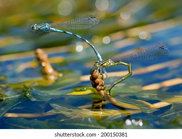 Two blue dragonflies postponing eggs on a plant under water on river.