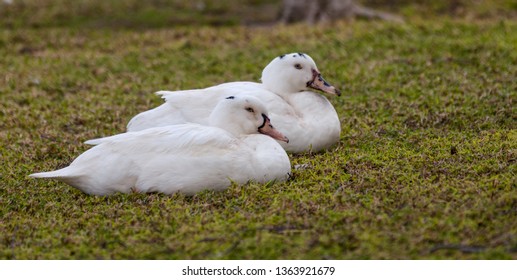 Two Blue Eyed White Geese Laying On Some Grass Together.