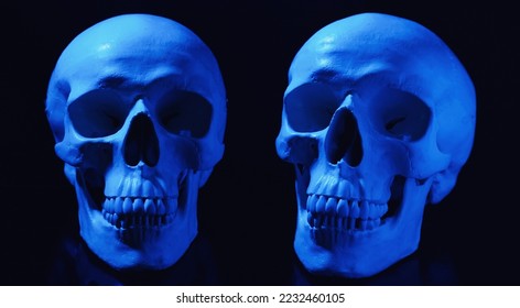 Two blue human skulls on black background - Shutterstock ID 2232460105