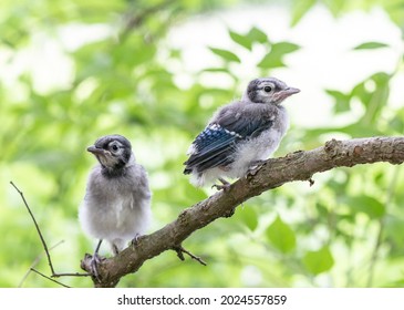 Two Blue Jay fledglings perched on a tree branch.