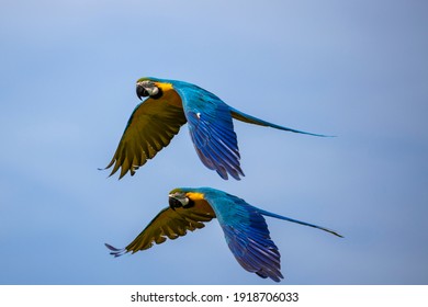 Two blue macaws flying side by side