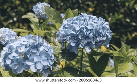 Two blue mophead hydrangea (ajisai) flower clusters are visible among green leaves in a Japanese garden on a sunny day, with dappled shade across the leaves.