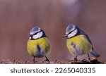 Two blue tits stand on a branch and look in one direction....