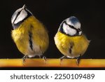 Two blue tits are standing at a feeding station