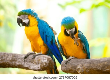 Two blue and yellow macaws. The multi-colored parrot sits on a perch. The background is blurred with tree foliage, highlighting the birds' vibrant colors.