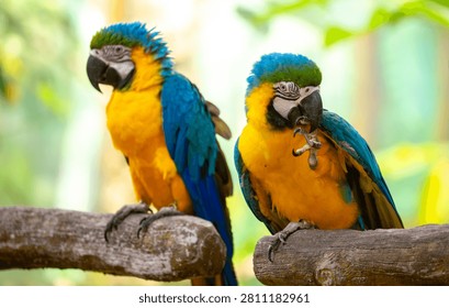 Two blue and yellow macaws. The multi-colored parrot sits on a perch. The background is blurred with tree foliage, highlighting the birds' vibrant colors.