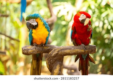 Two blue and yellow macaws. The multi-colored parrot sits on a perch. The background is blurred with tree foliage, highlighting the birds' vibrant colors.