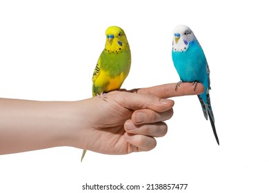 Two blue and yellow wavy parrots sitting on hand isolated on white background