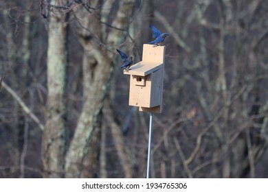 756 Bluebird box Images, Stock Photos & Vectors | Shutterstock