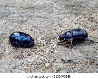 Two bluish shimmering forest dung dor beetles. One crawls into his tank and the other stands offensively in front of it. Dung beetle meeting confrontation fight. Dor beetles in fight and defense mode.