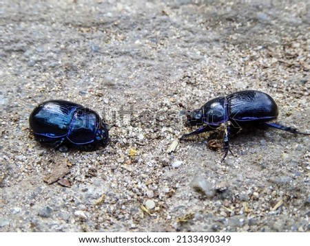 Two bluish shimmering forest dung dor beetles. One crawls into his tank and the other stands offensively in front. Bug meeting confrontation fight. Dor beetles in action fight and defense mode concept