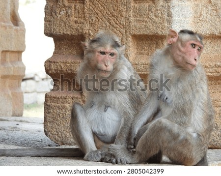 Two Bonnet Macaque monkeys sitting by an ancient carved stone temple pillar in India.

Side-by-side view of two adult Bonnet Macaque monkeys sitting on a stone floor. High-quality wildlife shot showing the facial features, distinctive hair tufts, and expressions of native Indian macaques in their naturalized historical environment.
