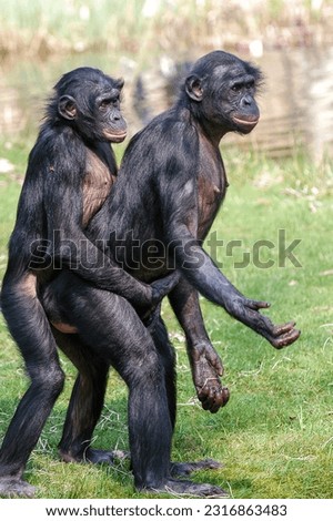 Two bonobos are begging together.