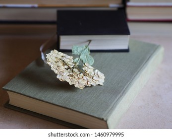 Two Books With Herbarium On The Table In The Library. Romantic Bookmark - Dry And Beautiful Flower Is In The Book