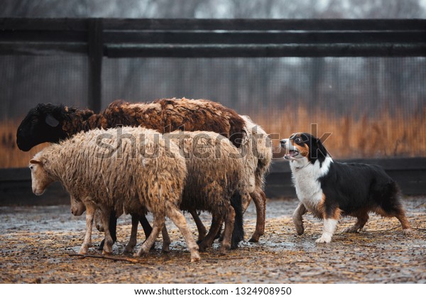 Two Border Collie Dog Redhaired Black Stock Photo Edit Now