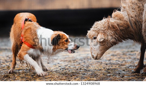 Two Border Collie Dog Redhaired Black Stock Photo Edit Now