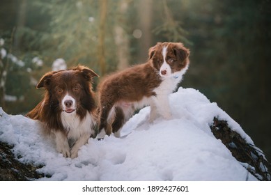 Border Collie Puppy High Res Stock Images Shutterstock Border Collie Puppy High Res Stock Images Shutterstock
