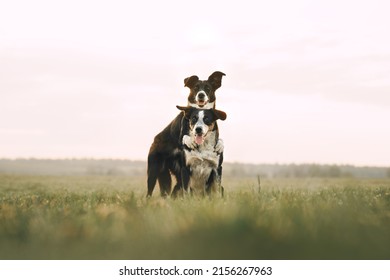 Two Border Collie Dogs Hugging