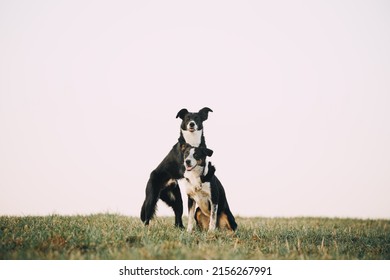 Two Border Collie Dogs Hugging