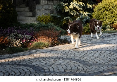 can dogs run on pavement