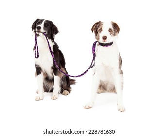 Two Border Collie Dogs Taking Each Other For A Walk. One Dog Is Holding Lead In Its Mouth While The Other Dog Has Lead Attached To The Collar.