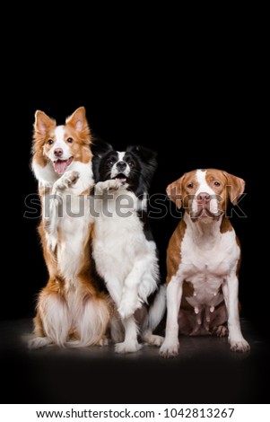 Two border collie and pit bull dogs in front of black background