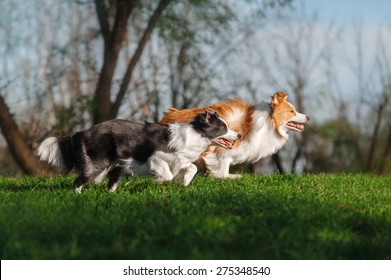 Two Border Collie Running