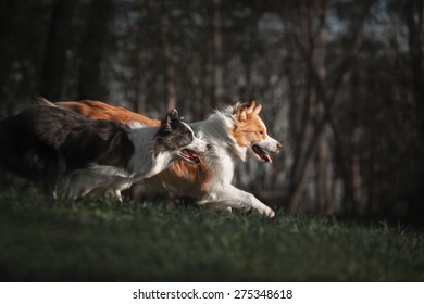 Two Border Collie Running