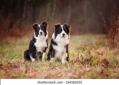 ボーダーコリー の画像 写真素材 ベクター画像 Shutterstock ボーダーコリー の画像 写真素材 ベクター画像 Shutterstock