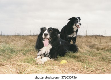 Two Border Collier Take A Rest In The Grass