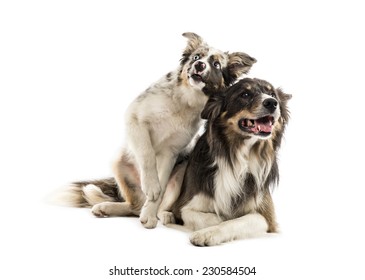 Two Dogs Playing Images Stock Photos Vectors Shutterstock