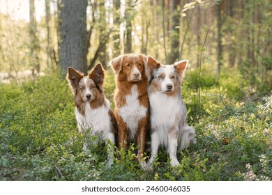 Two Border Collies and one Nova Scotia Duck Tolling Retriever dogs rest together in a tranquil forest, showcasing their distinctive coats and alert expressions