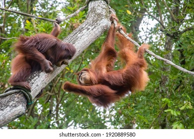 Two Bornean orangutan are fighting. 
The orangutan is a critically endangered species, with deforestation, palm oil plantations, and hunting posing a serious threat to its continued existence