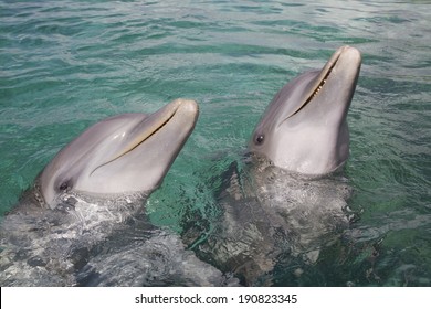 Two bottlenose dolphins playing in the aqua Caribbean waters in Honduras, Roatan Island