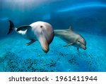 Two bottlenose dolphins swimming in a pool. Underwater shot