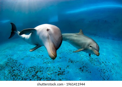 Two bottlenose dolphins swimming in a pool. Underwater shot