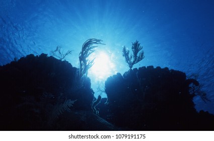 Two Boulder corals as fortress towers adorned with soft coral and silhouetted by sunrays, Little Cayman Island.