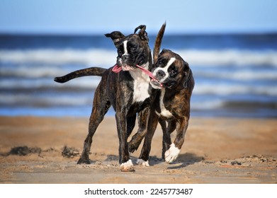 two boxer dogs playing tug of war on the beach with a ball toy - Shutterstock ID 2245773487
