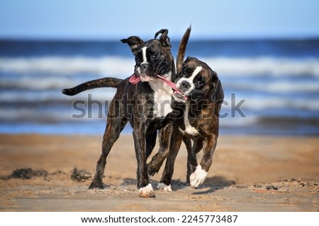 two boxer dogs playing tug of war on the beach with a ball toy