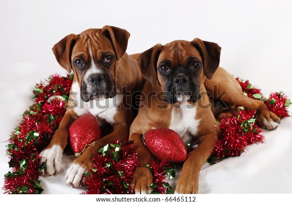 Two Boxer Puppies Posing Christmas Decorations Royalty Free