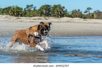 Two boxers Playing at the Beach
