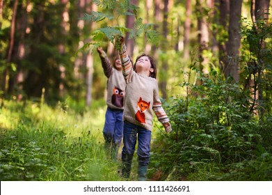 Two Boys In Similar Sweaters Walk In The Woods. Summer In The Forest With Fern