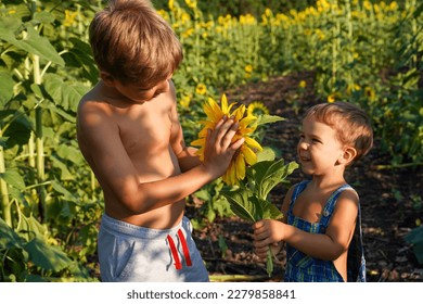Two boys study a sunflower with interest. The brothers are having fun on the summer field. Children learn about nature. - Shutterstock ID 2279858841