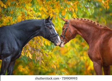 Two braided  horse portrait in autumn trees