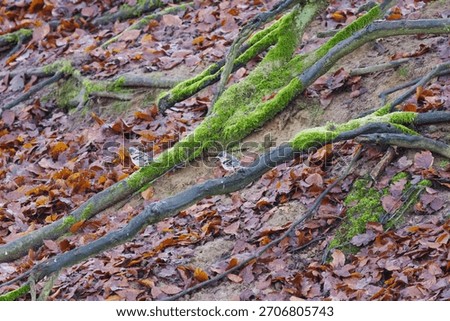 two bramblings on tree roots, camouflaged mountain finches on exposed roots, huge and thick roots of an old tree, autumn leaves on the forest floor, Fringilla montifringilla, moss growing everywhere